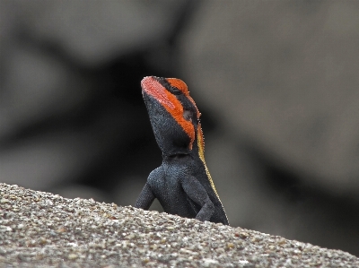 Photo Nature extérieur rock oiseau