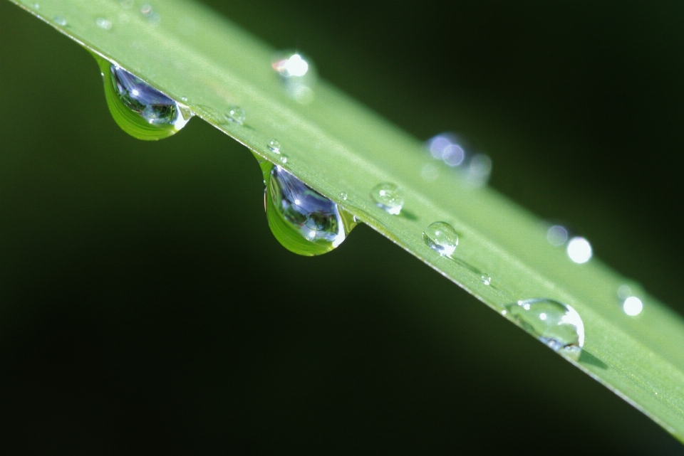 Water nature grass drop