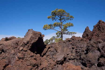 Landscape tree rock wilderness Photo