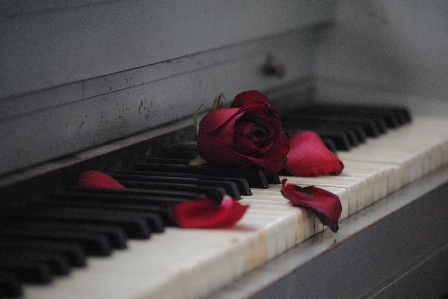 Keyboard technology white flower Photo