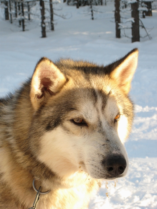 Schnee kalt winter hund