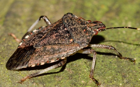 Wildlife insect bug moth Photo