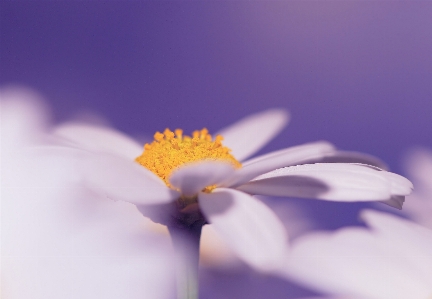 Foto Natura fiore pianta bianco