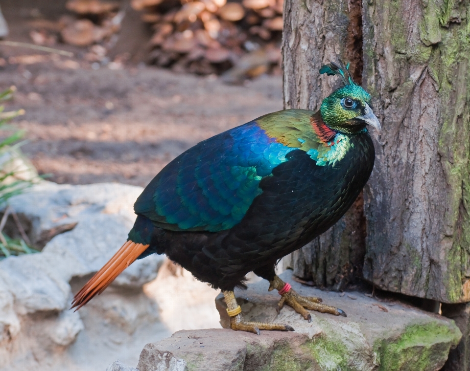 Naturaleza pájaro fauna silvestre zoo