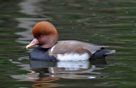 水 自然 アウトドア 鳥 写真