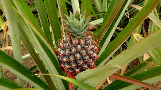 Foto Pohon alam pertumbuhan tanaman