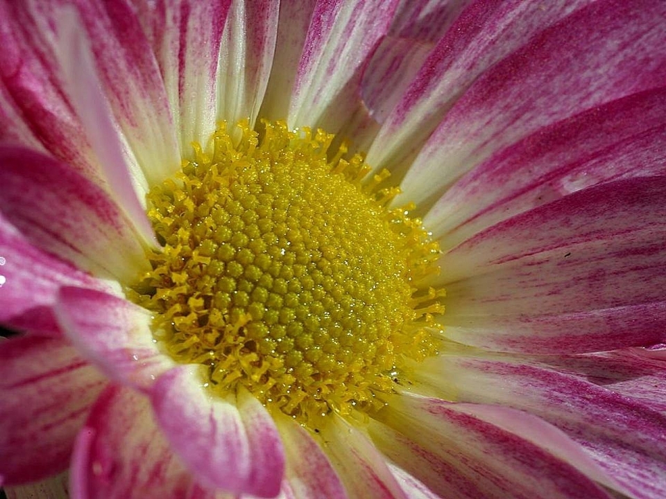 Nature blossom dew plant