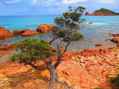 Photo Paysage mer côte arbre