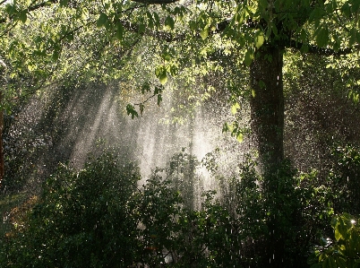 Tree water nature forest Photo