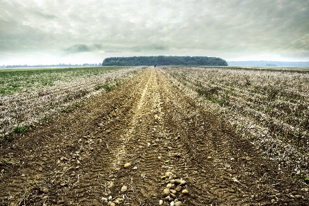 Horizon field perspective harvest Photo