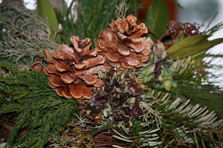 Tree branch plant leaf Photo