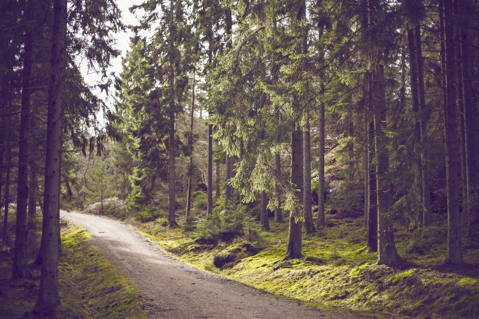 Baum natur wald weg