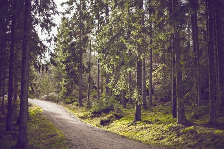 Foto árvore natureza floresta caminho