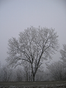 Tree nature forest branch Photo