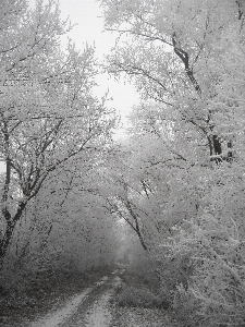 Foto Pohon alam hutan cabang