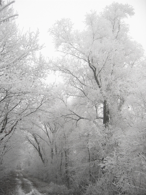 Baum natur wald zweig