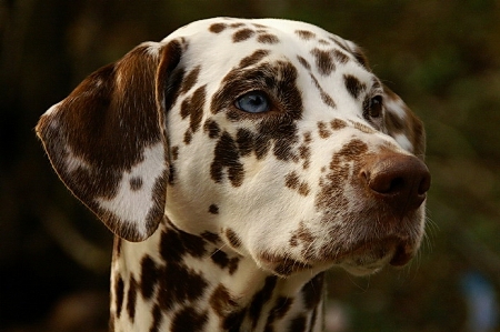 Foto Cane animale canino
 domestico