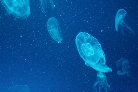 Underwater biology jellyfish invertebrate Photo