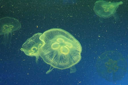 Underwater biology jellyfish invertebrate Photo