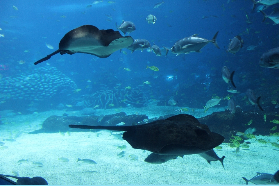 海 海洋 水中 生物学