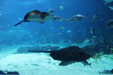 Photo Mer océan sous-marin la biologie