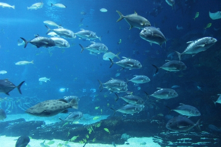 Foto Mar oceano embaixo da agua biologia