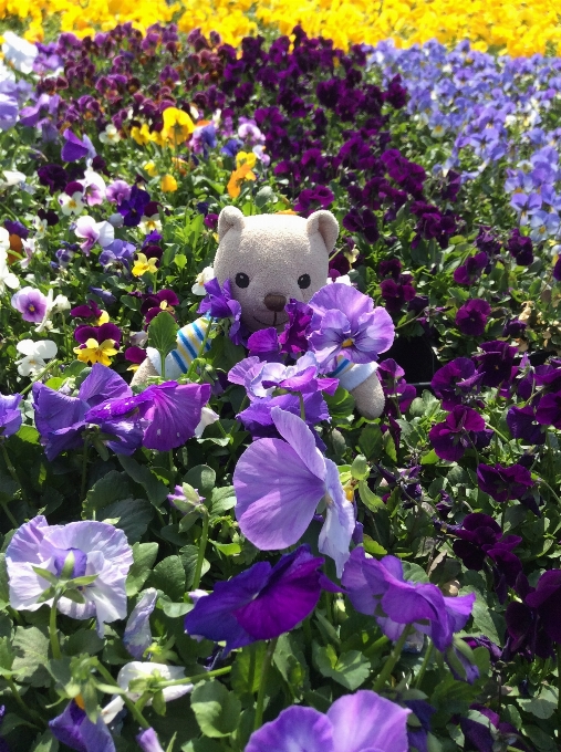 Plant meadow flower garden