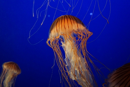 Sea ocean underwater tranquil Photo