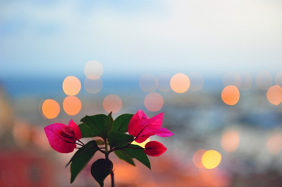 Blossom bokeh plant sky