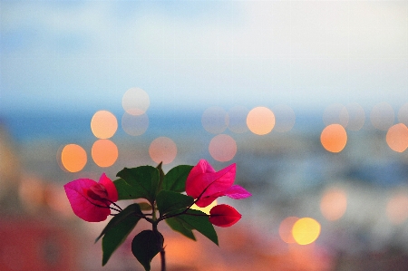 Blossom bokeh plant sky Photo