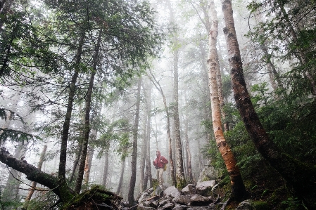 Man tree nature forest Photo