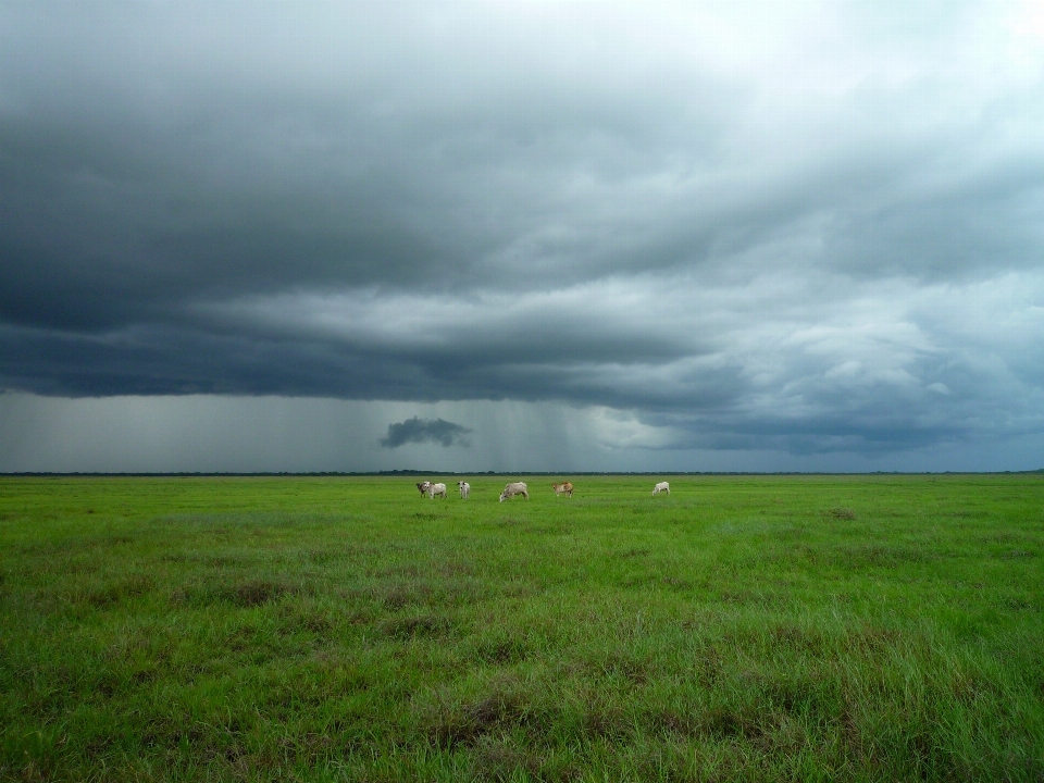 Landscape nature grass outdoor