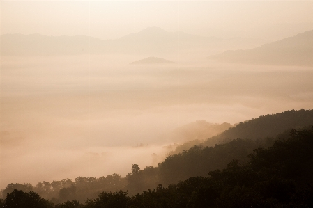 自然 森 地平線 山 写真