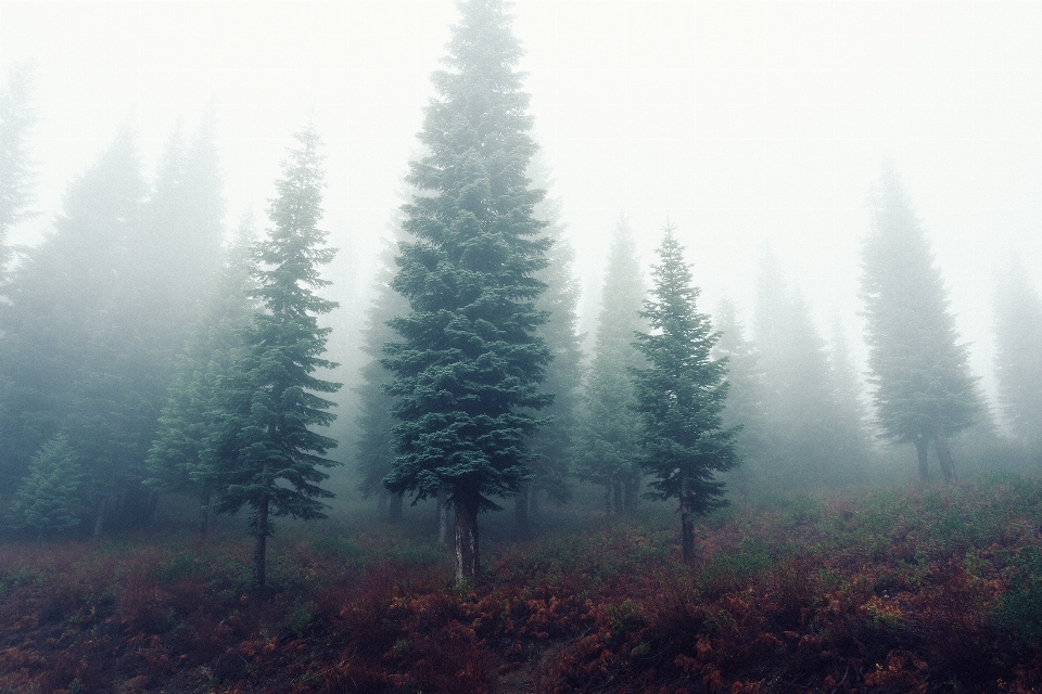 Paesaggio albero natura foresta