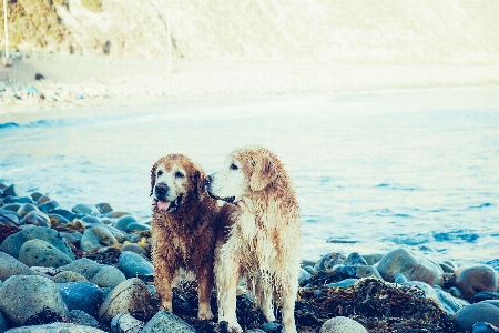 Beach sea coast water Photo