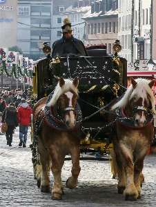 Fahrzeug pferd alte stadt
 pferde Foto