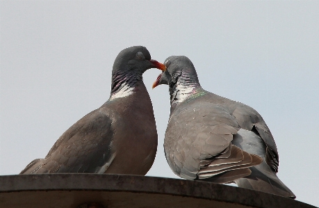 Bird wing wildlife love Photo