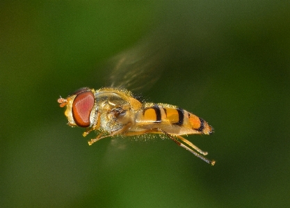 Nature photography flower fly Photo