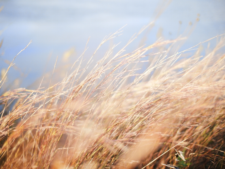 Nature grass horizon blur