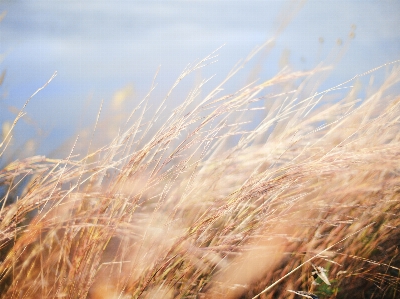 Nature grass horizon blur Photo