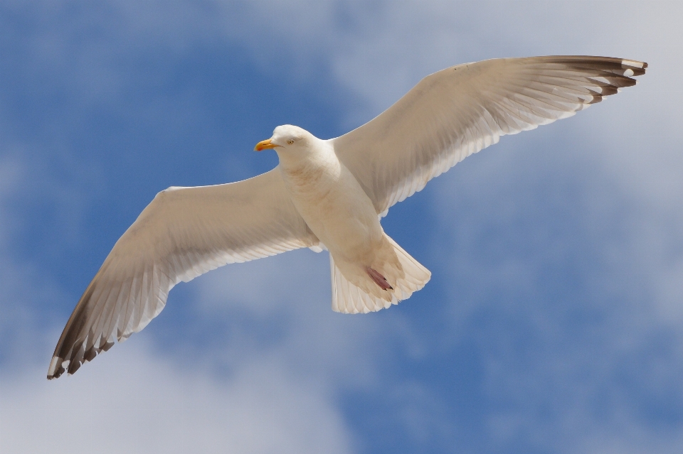 Air burung sayap langit