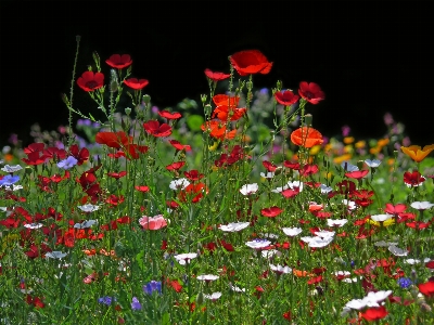 Foto Natura erba pianta campo