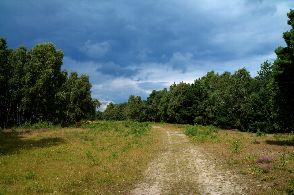 Lanskap pohon alam hutan