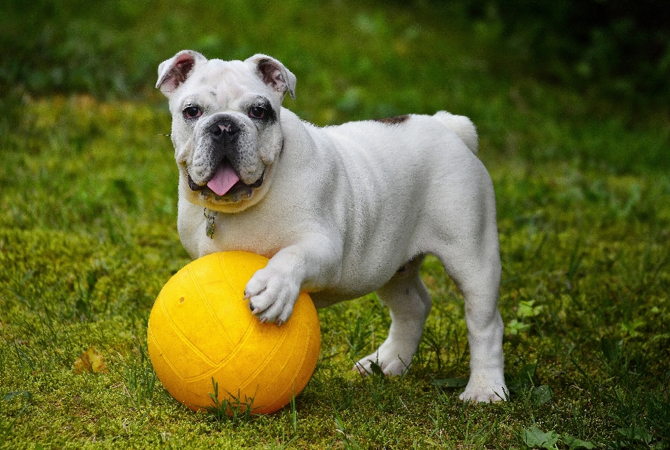 Spiel welpe hund säugetier