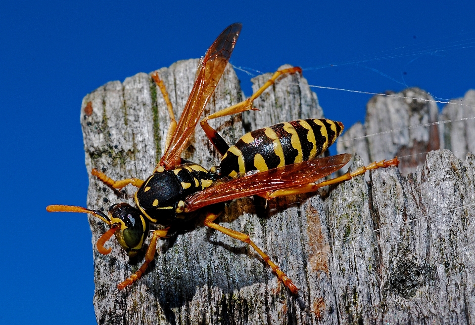 Natura all'aperto animale insetto