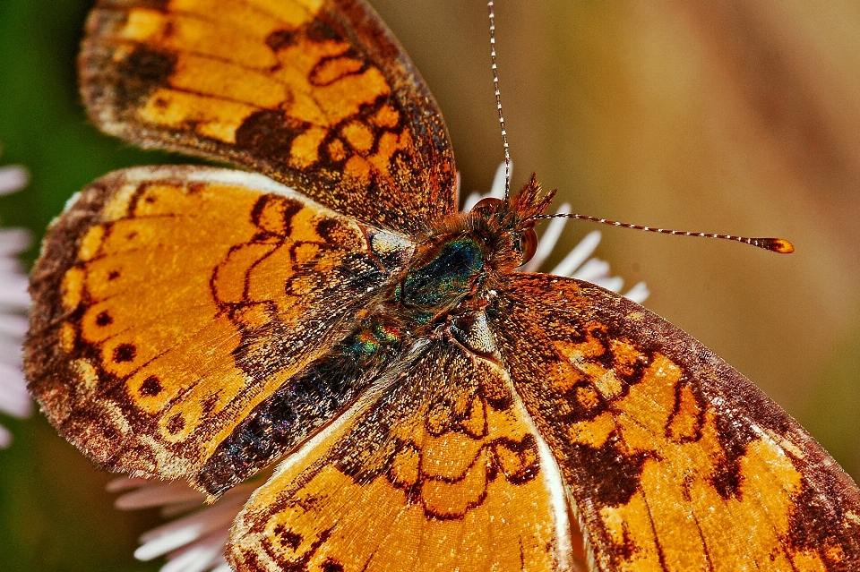 Natur fotografie tier sommer