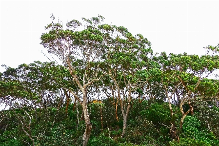 Tree nature forest branch Photo