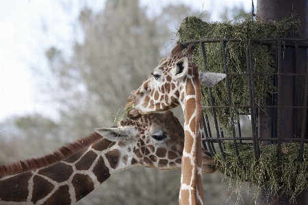 動物 野生動物 動物園 パターン 写真