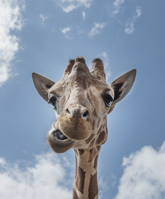 Cielo animale animali selvatici zoo