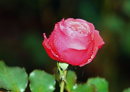 Blossom plant sweet flower Photo